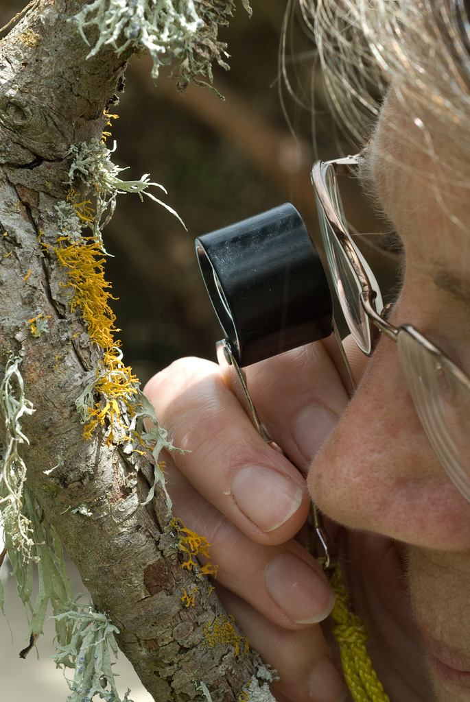 Imagem de <i>Xanthoria polinarioides</i>