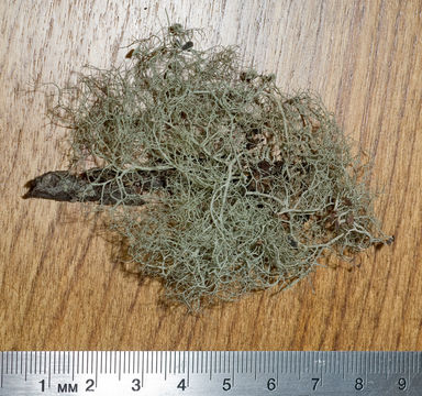 Image of witch's hair lichen