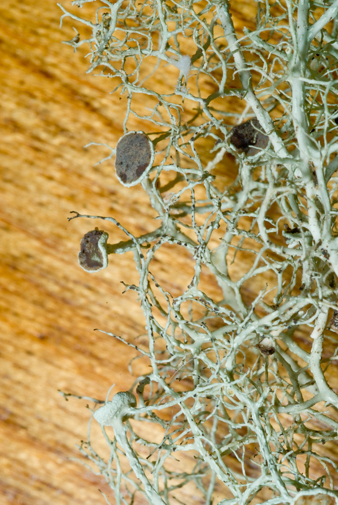 Image of witch's hair lichen