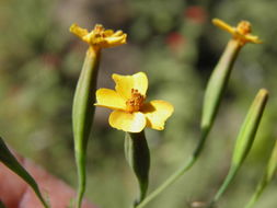 Слика од Tagetes triradiata Greenm.