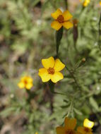 Tagetes triradiata Greenm. resmi