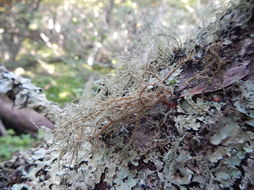 Image of beard lichen