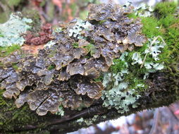 Image of Yellow specklebelly lichen