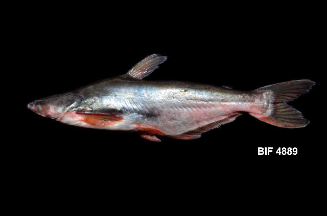 Image of Pangasius