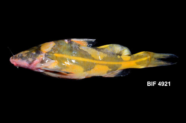 Image of naked catfish
