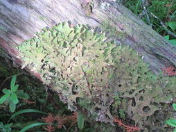 Слика од Lobaria pulmonaria (L.) Hoffm.