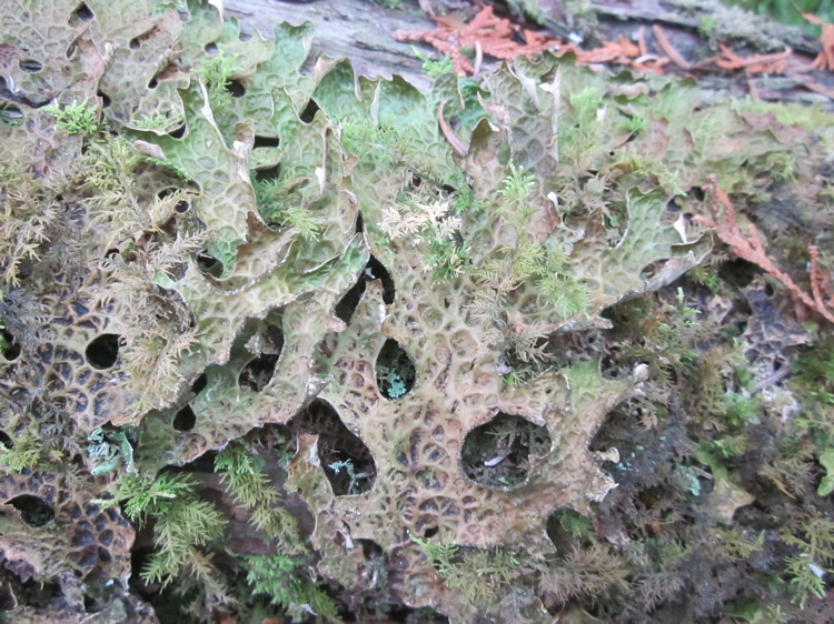 Слика од Lobaria pulmonaria (L.) Hoffm.