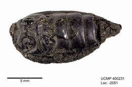 Image of beetles