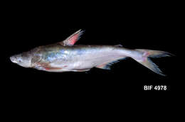 Image of Pangasius