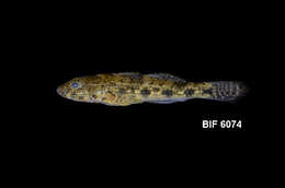 Image of Glossogobius