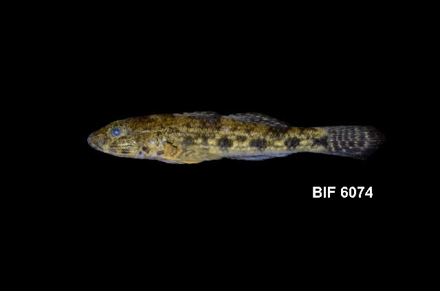 Image of Glossogobius