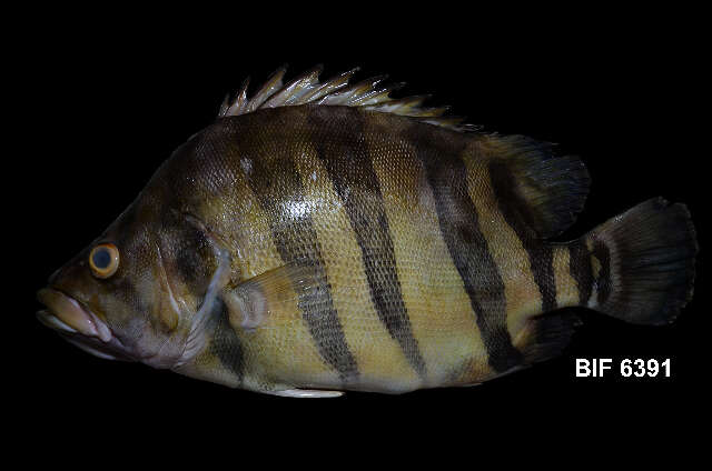 Image of Siamese tiger fishes