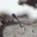 Image of <i>Stenocybe fragmenta</i>