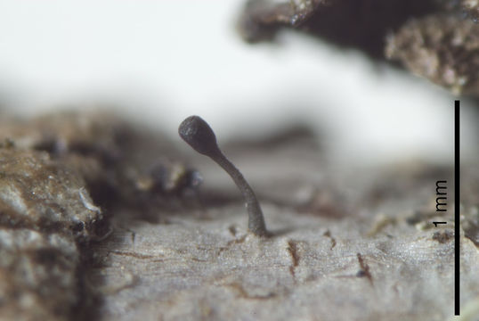 Image of <i>Stenocybe fragmenta</i>