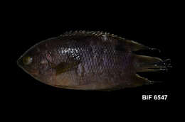 صورة Pristolepididae