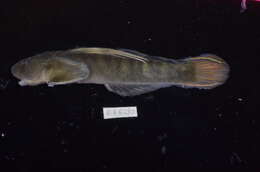 Image of Sicyopterus