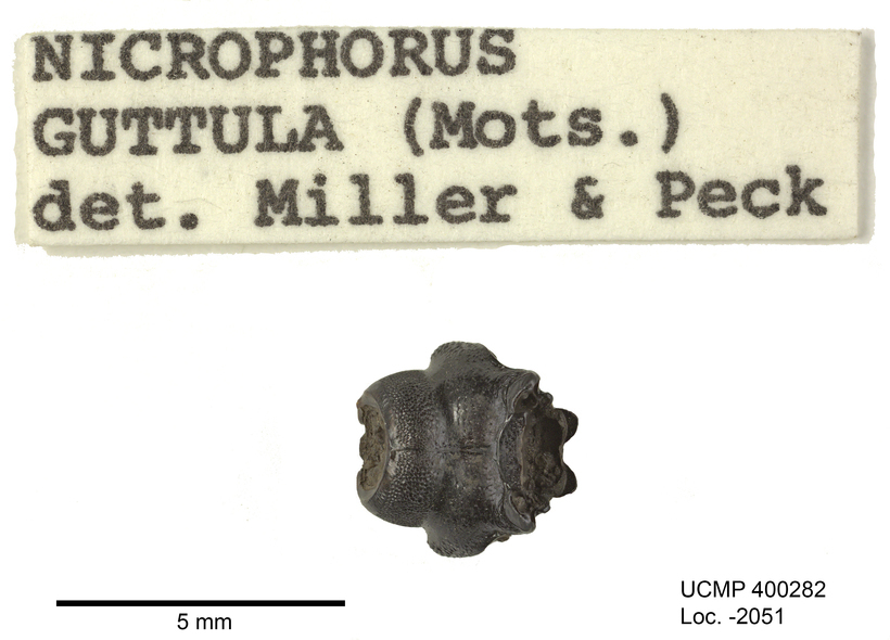 Image of Nicrophorus (Nicrophorus) guttula (Motschulsky 1845)