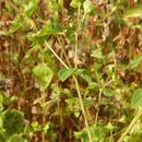 Image of Perfoliate Blackfoot