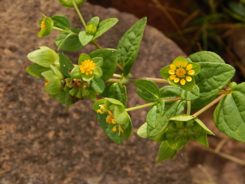 Image of Perfoliate Blackfoot