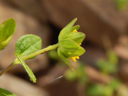 Imagem de Melampodium perfoliatum (Cav.) Kunth