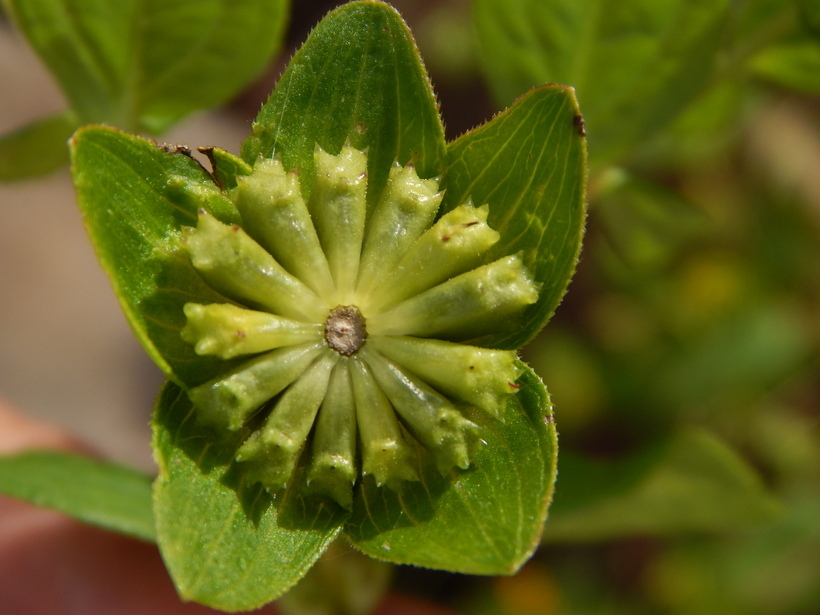 Imagem de Melampodium perfoliatum (Cav.) Kunth