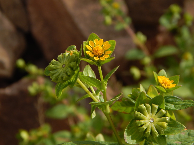 Image of Perfoliate Blackfoot