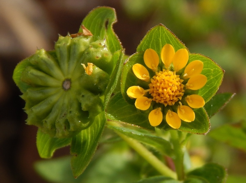 Image of Perfoliate Blackfoot