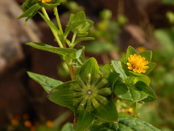 Image of Perfoliate Blackfoot