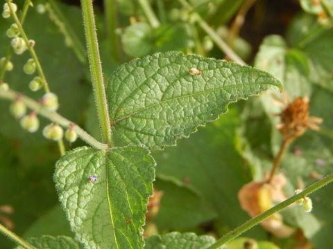 Image of Priva mexicana (L.) Pers.