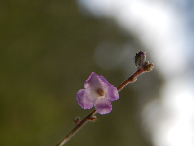 Image of Priva mexicana (L.) Pers.