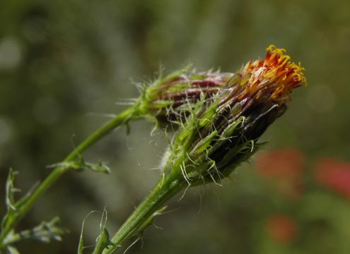 Imagem de Adenophyllum porophyllum (Cav.) Hemsl.