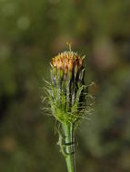 Слика од Adenophyllum porophyllum (Cav.) Hemsl.