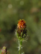 Слика од Adenophyllum porophyllum (Cav.) Hemsl.