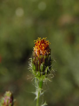 Imagem de Adenophyllum porophyllum (Cav.) Hemsl.