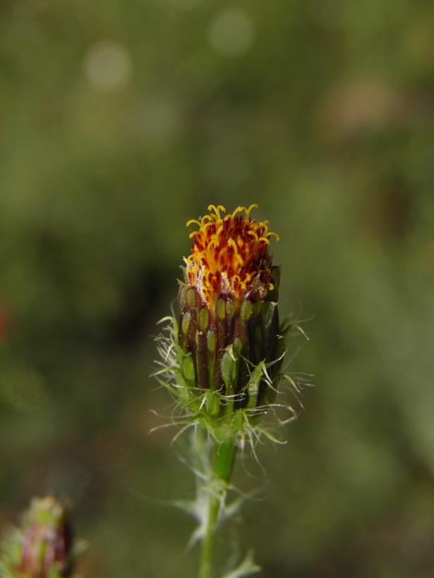 Слика од Adenophyllum porophyllum (Cav.) Hemsl.