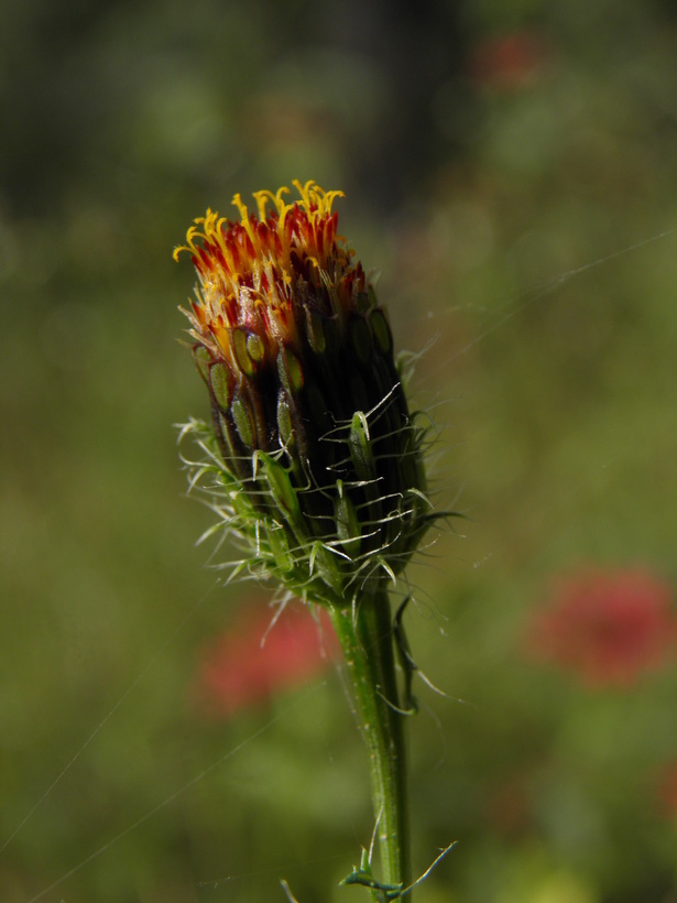 Image of poreleaf dogweed