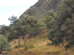 Image of Mexican Blue Oak