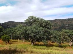 Image of Mexican Blue Oak