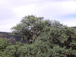 صورة Quercus oblongifolia Torr.