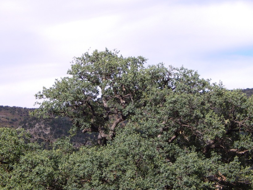 Image of Mexican Blue Oak