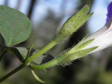 Image of tall morning-glory