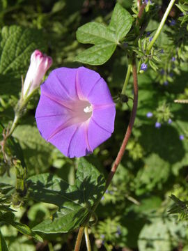 Слика од Ipomoea purpurea (L.) Roth