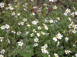 Image de Bidens pilosa L.