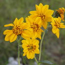 Image of bushsunflower