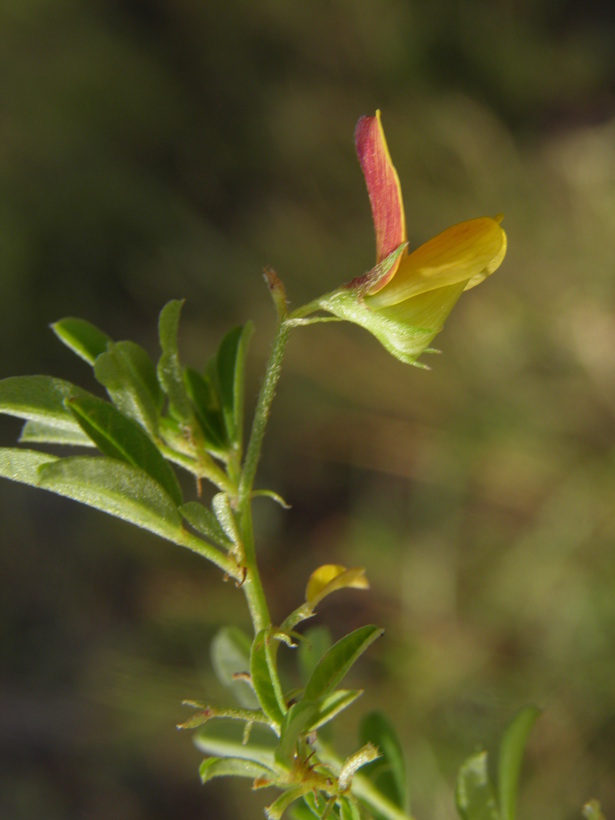 Image of low rattlebox