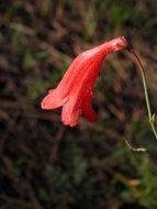 Слика од Penstemon miniatus var. townsendianus (Straw) C. C. Freeman