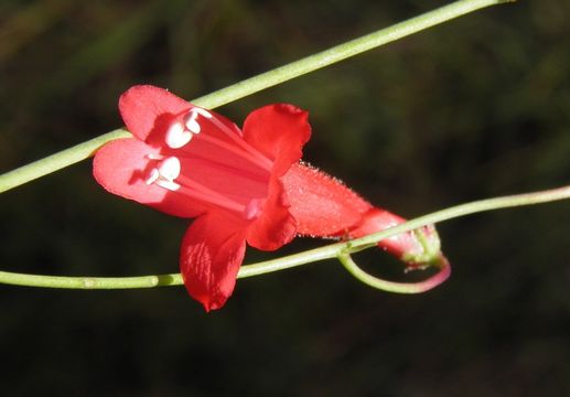 Слика од Penstemon miniatus var. townsendianus (Straw) C. C. Freeman