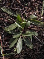 Слика од Penstemon miniatus var. townsendianus (Straw) C. C. Freeman