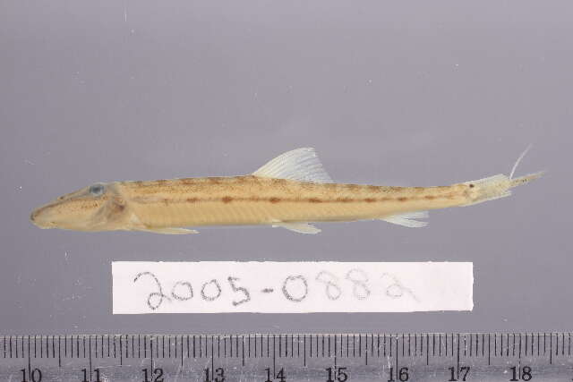 Image of Horseface loach