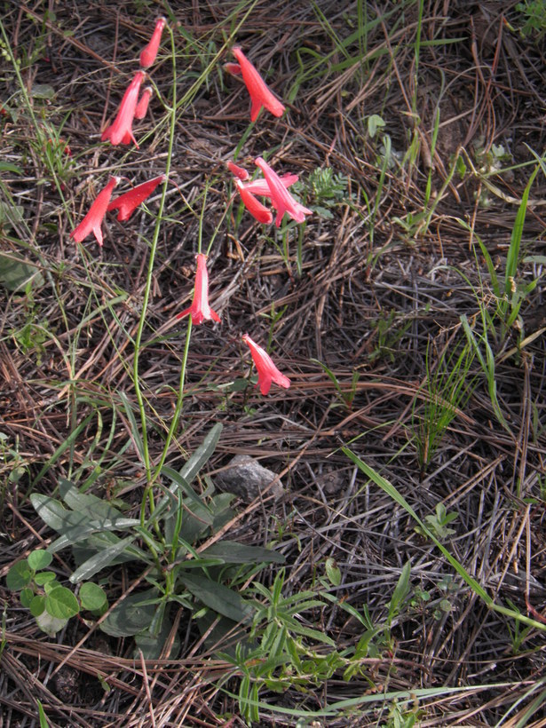 Слика од Penstemon miniatus var. townsendianus (Straw) C. C. Freeman